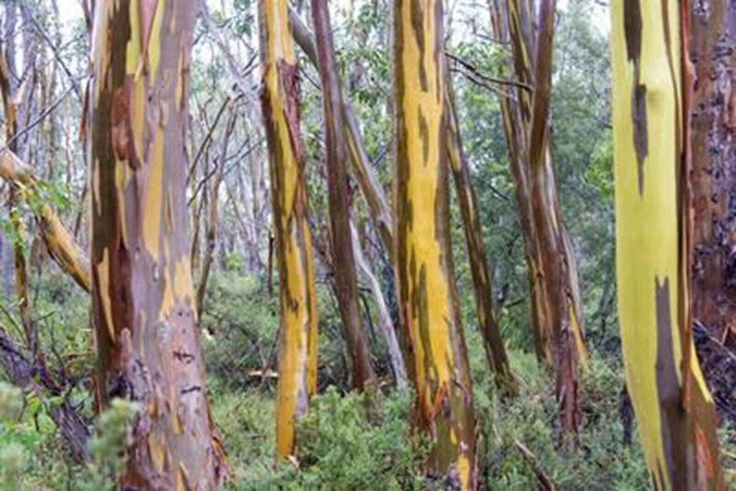 50 Tasmania yellow Eucalyptus Seeds Tree Flower Perennial Flowers Seed 1342