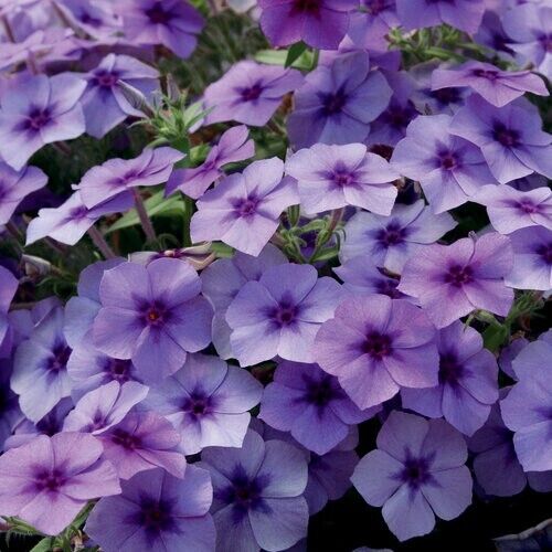 50 Blueberry Phlox Seeds Flower Perennial Seed Flowers Butterfly 1237 US SELLER