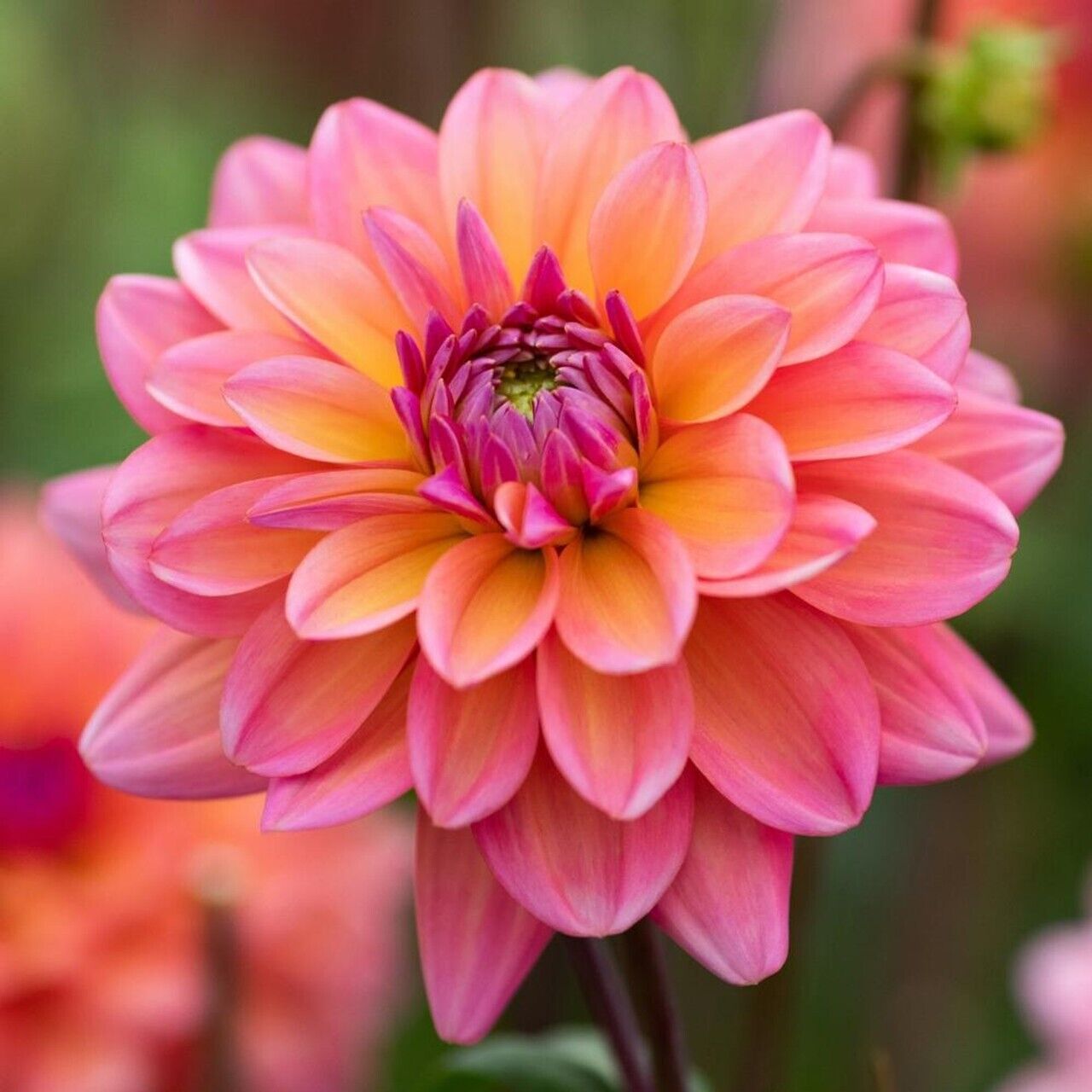 25 Great Silence Dahlia Seeds Flower Perennial Flowers Flowering 1120 US SELL