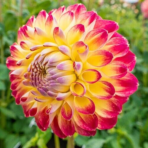 25 Jowey Arendal Dahlia Seeds Flower Perennial Flowers Seeds Flowering US 1121