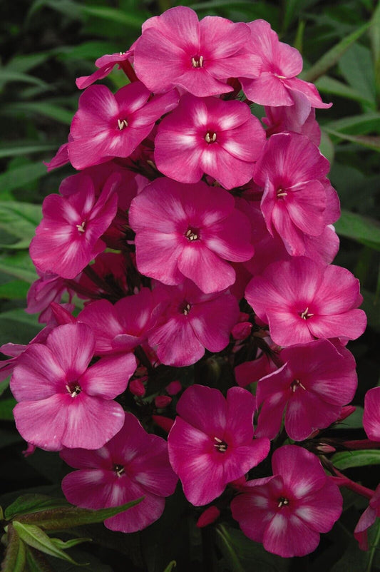 50 Bubblegum Pink Phlox Seeds Flower Perennial Seed Flower Butterfly 1238 US