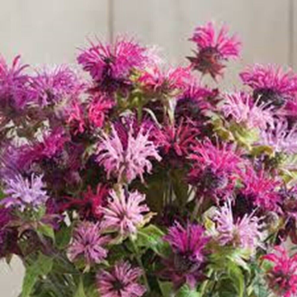 100 Double Mix Bee Balm Seeds Flowers Seed Bloom Hummingbird Flower Seeds 1319