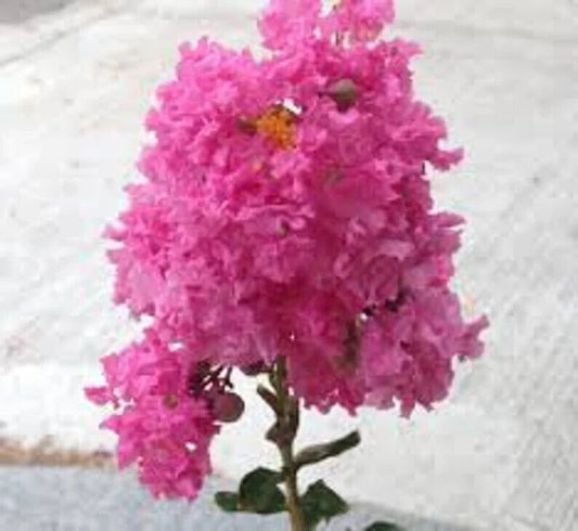 20 Pretty in Pink Cape Myrtle Seeds Tree Flower Perennial Flower Seed 1227 US