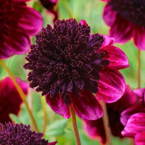 25 Rock Star Dahlia Seeds Flower Perennial Flowers Seed Flowering 1148 US SELL