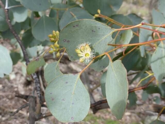 50 Red Box Eucalyptus Seeds Tree Flower Perennial Flowers Seed US SELLER 1347