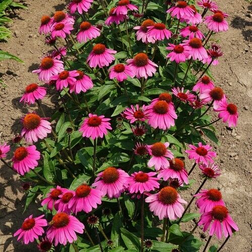 50 Rosanda Coneflower Seeds Echinacea Flower Perennial Bloom Flowers Seed 655