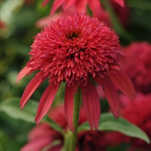 50 Cranberry Coneflower Seeds Echinacea Flower Perennial Bloom Flowers Seed 1133