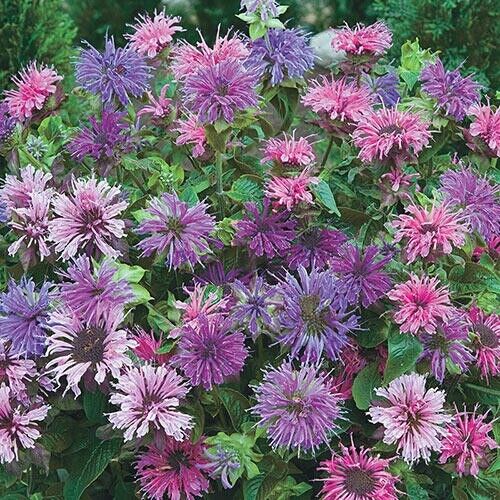 100 Blue Shades Bee Balm Seeds Flowers Seed Bloom Hummingbird Flower Seeds 1315