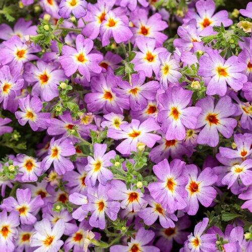 50 Safari Sky Phlox Seeds Flower Perennial Seed Flowers Butterfly 1298 US SELLER