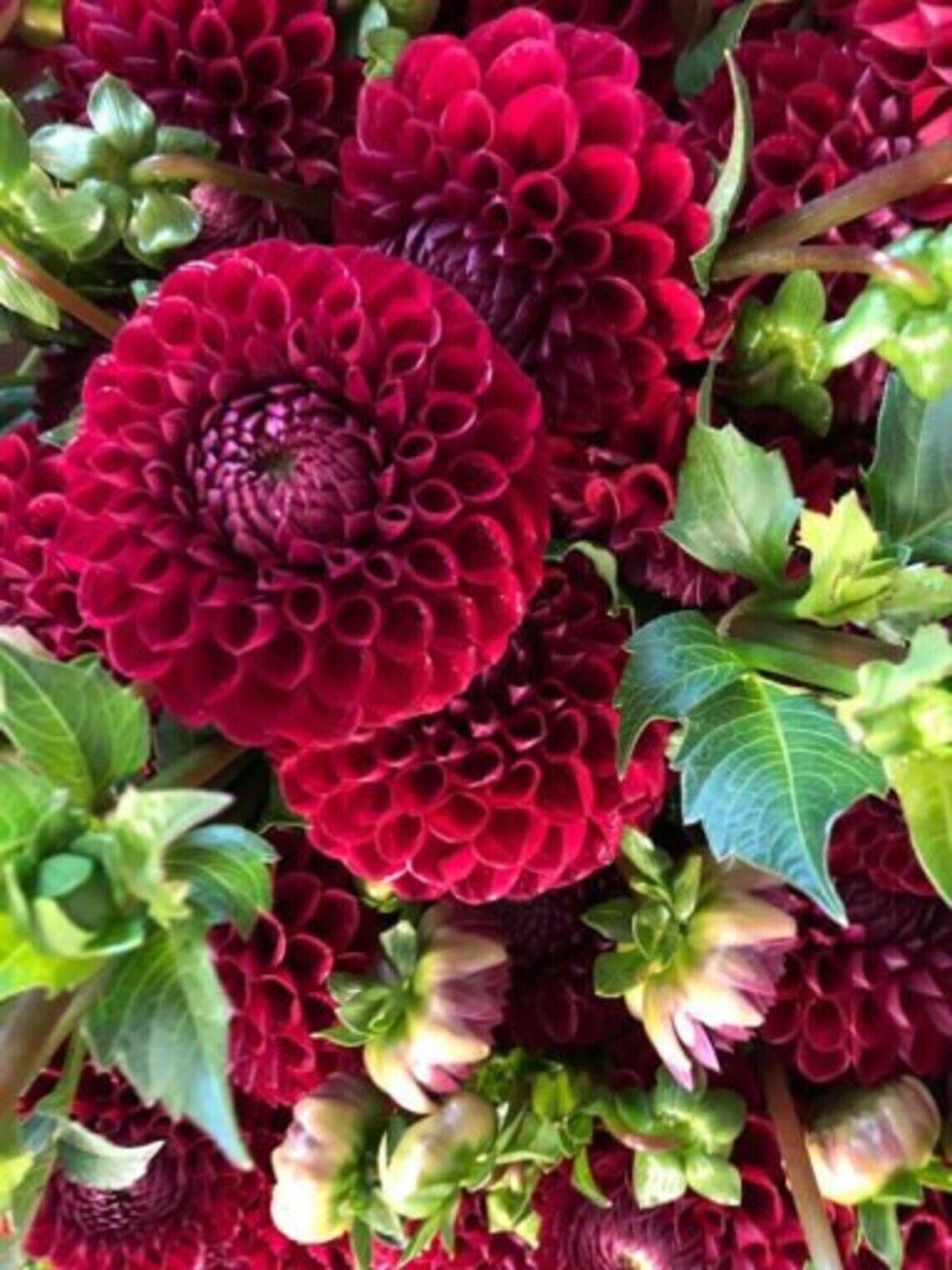 25 Cornel Dahlia Seeds Flower Perennial Flower Seed Flowering Bloom 1108 US SELL