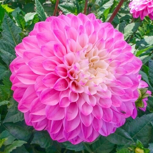 25 Princess Gracias Dahlia Seed Flower Perennial Flower Seed Flower 1143 US SELL