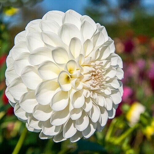 25 Boom Boom White Dahlia Seeds Flower Perennial Flowers Seeds Flowering US 1100