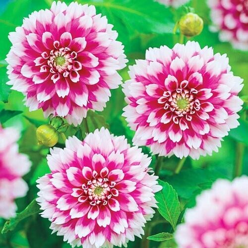 25 Fuzzy Wuzzy Dahlia Seeds Flower Perennial Flowers Seeds Flowering Bloom 1114