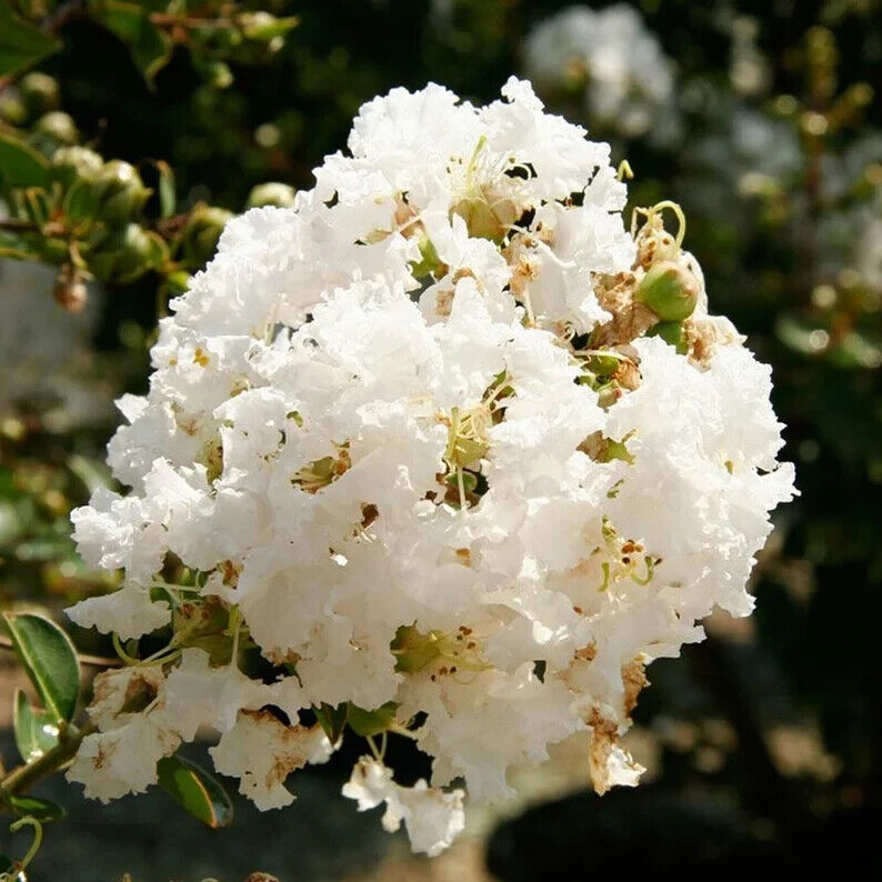 20 Natchez Cape Myrtle Seeds Tree Flower Perennial Flowers Seed 1222 US SELLER