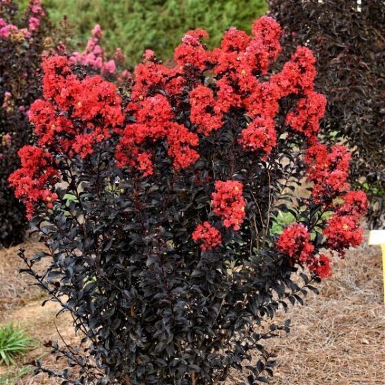 20 Sunset Magic Cape Myrtle Seeds Tree Flower Perennial Flowers Seed 1232 US