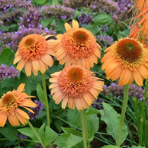 50 Cantaloupe Coneflower Seeds Echinacea Flower Perennial Bloom Flower Seed 1404