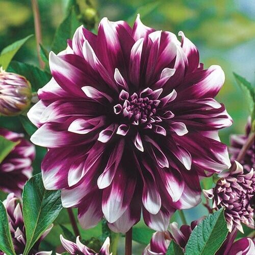 25 Concentrate Dahlia Perennial Flowers Seeds Flowering seeds Bloom 1105 US SELL