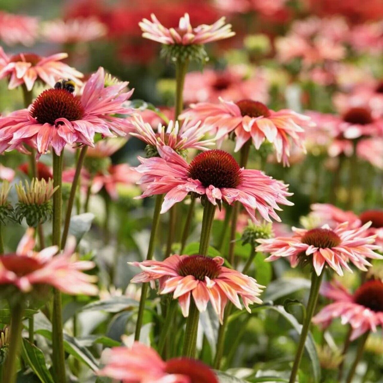 50 Playful Meadows Coneflower Seeds Echinacea Flower Perennial Flowers seed  665