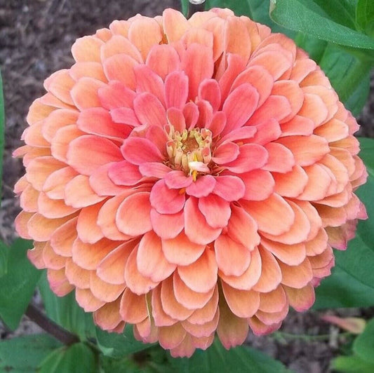 25 Salmon Rose Dahlia Perennial Flowers Seeds Flowering Bloom 1151 US SELL