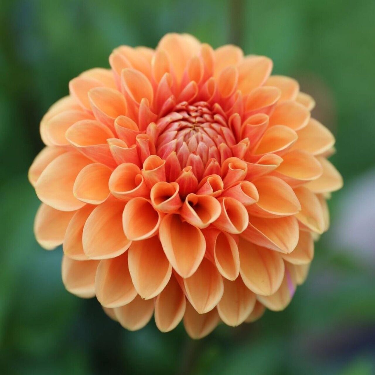 25 Maam Dahlia Perennial Flowers Seeds Flowering Bloom seeds 1130 US SELL