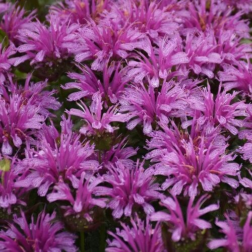 100 Amethyst Bee Balm Seeds Flowers Seed Bloom Hummingbird Flower Seeds 1310