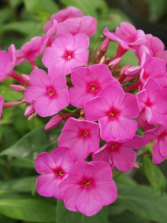 50 Flame Phlox Seeds Flower Perennial Seed Flowers Butterfly 1245 US SELLER