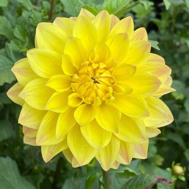 25 American Sun Dahlia Seeds Flower Perennial Flowers Seeds Flowering US 1094