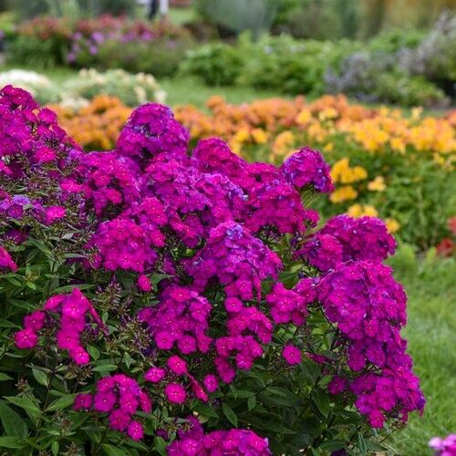 50 Ultraviolet Phlox Seeds Flower Perennial Seed Flowers Butterfly 1272 US