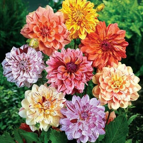 25 Rembrandt Dahlia Perennial Flowers Seeds Flowering seeds Bloom 1145 US SELL