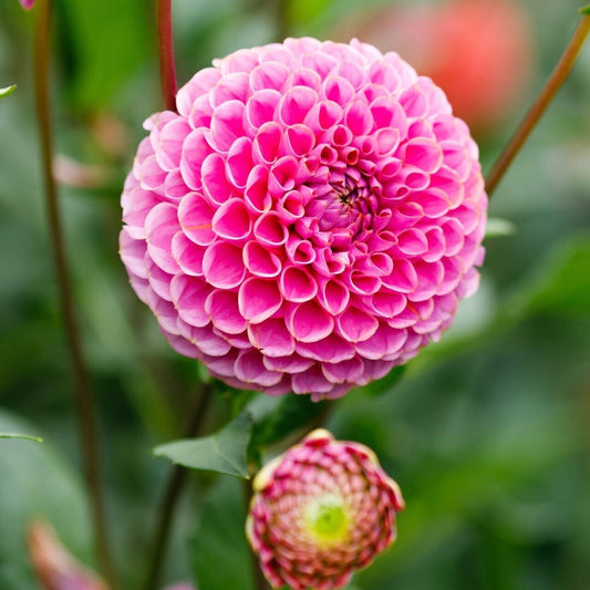 25 Franz Kafka Dahlia Seeds Flower Perennial Flowers Seeds Flowering Bloom 1113