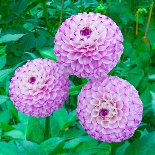 25 Genova Dahlia Perennial Flowers Seeds Flowering seeds Bloom 1116 US SELLER