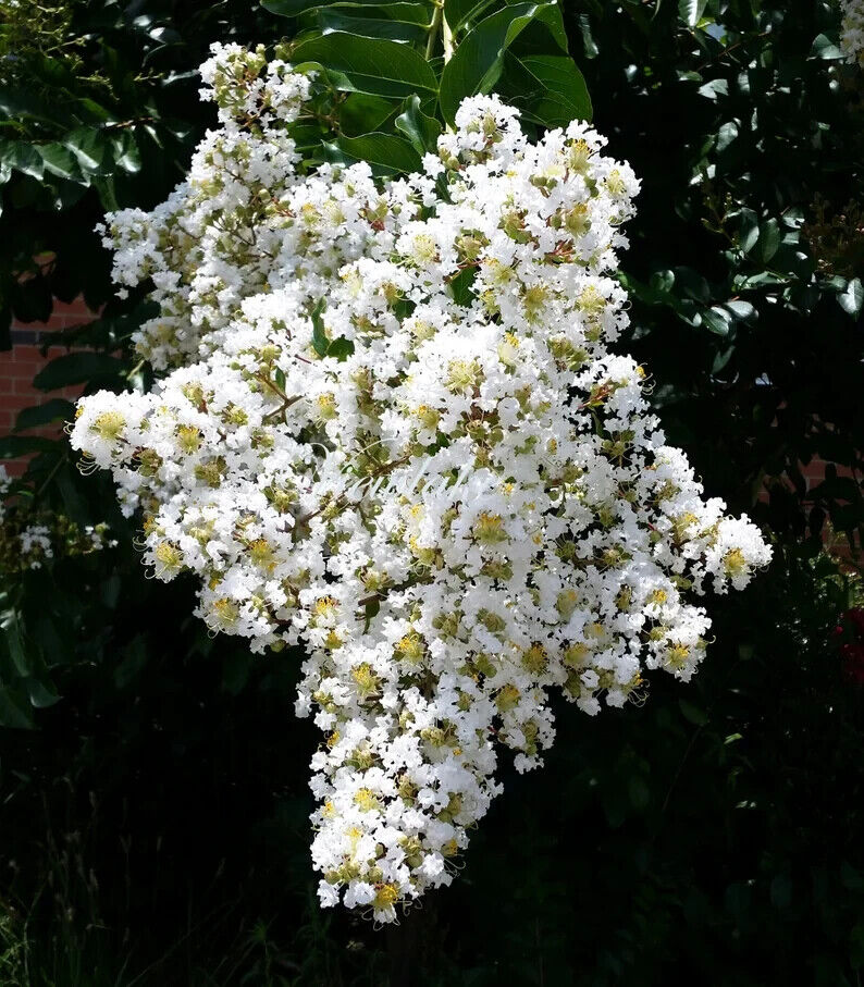 20 White Cape Myrtle Seeds Tree Flower Perennial Flowers Seed 1235 US SELLER