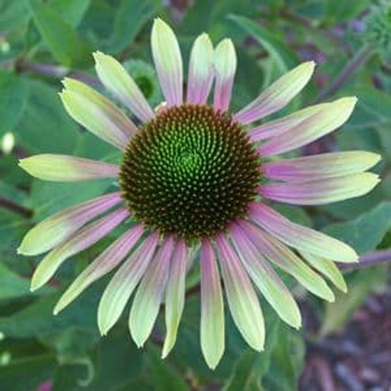 50 Green Envy Coneflower Seeds Echinacea Flower Perennial Bloom Flowers Seed 720