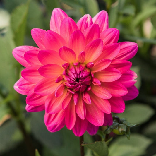 25 Karisha Dahlia Perennial Flowers Seeds Flowering seeds Bloom 1127 US SELL