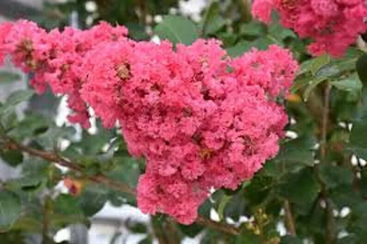 20 Dark Pink Cape Myrtle Seeds Tree Flower Perennial Flower Seed 1233 US SELLER