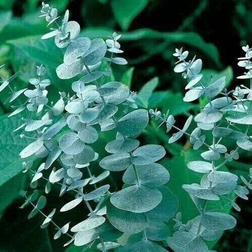 50 Silver Drop Eucalyptus Seeds Tree Flower Perennial Flowers Seed 1345