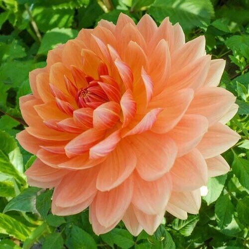 25 Rancho Dahlia Seeds Flower Perennial Flowers Seed Flowers Bloom 1144 US SELL