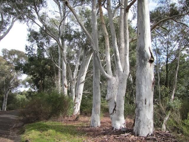 50 Red Spotted Eucalyptus Seeds Tree Flower Perennial Flowers Seed 1346