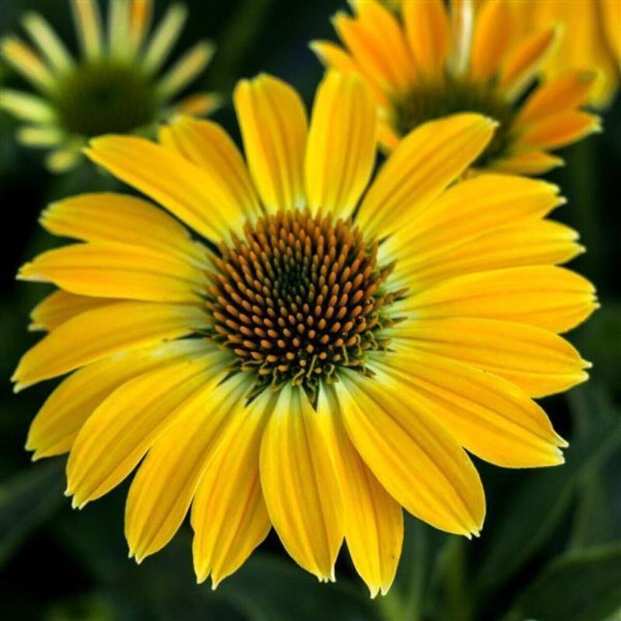 50 Summer Solstice Coneflower Seeds Echinacea Flower Perennial Flowers Seed 597