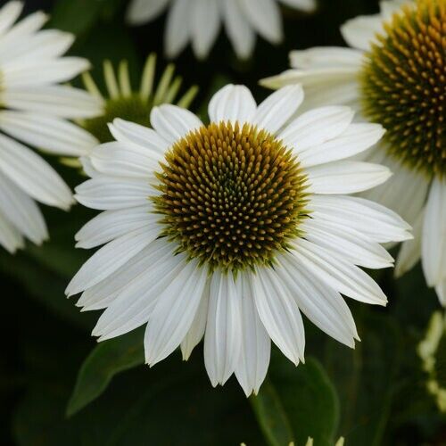 50 Blanco Coneflower Seeds Echinacea Flower Perennial Bloom Flowers Seed 1336