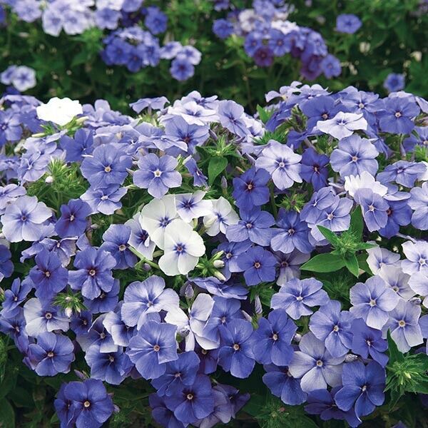 50 Moody Blues Phlox Seeds Flower Perennial Seed Flower Butterfly 1280 US SELLER