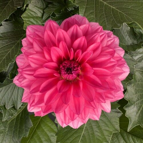 25 Grande Mendoza Dahlia Perennial Flowers Seeds Flowering Bloom 1118 US SELLER