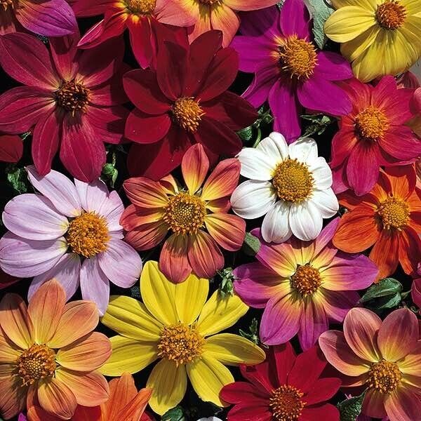 25 Victorian Mix Dahlia Seeds Flower Perennial Flower Seed Flowering Bloom 1161