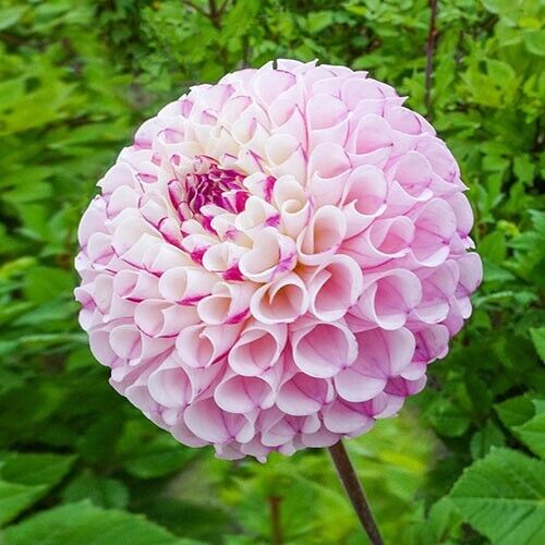 25 Chimacum Dahlia Seeds Flower Perennial Flowers Seeds Flowering US 1104