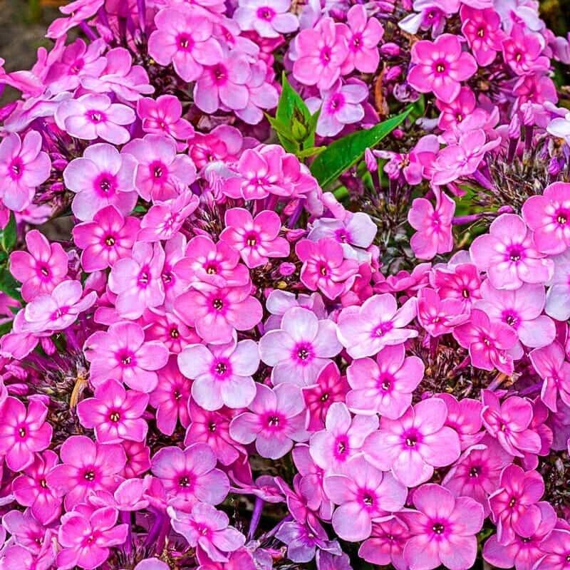 50 Rainbow Dance Phlox Seeds Flower Perennial Seed Flowers Butterfly 1295 US