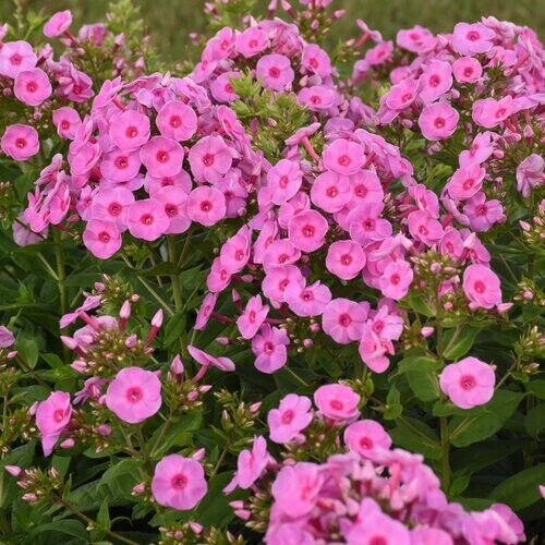 50 Prismatic Pink Phlox Seeds Flower Perennial Seed Flowers Butterfly 1270 US