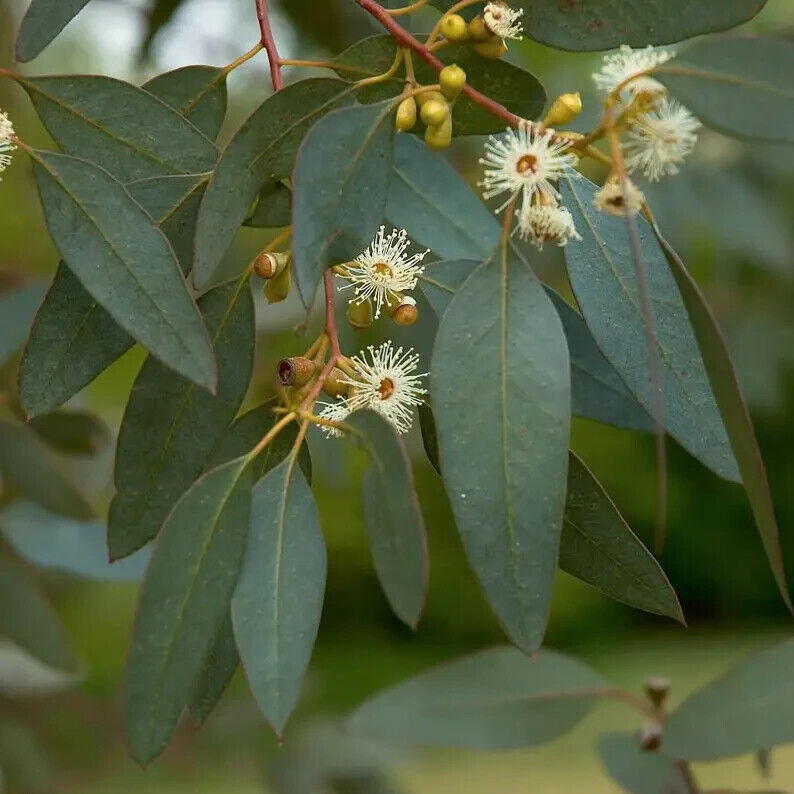 50 Peppermint Eucalyptus Seeds Tree Flower Perennial Flowers Seed US S ...