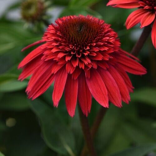 50 Strawberry Delux Coneflower Seeds Echinacea Flower Perennial Bloom Flower 981