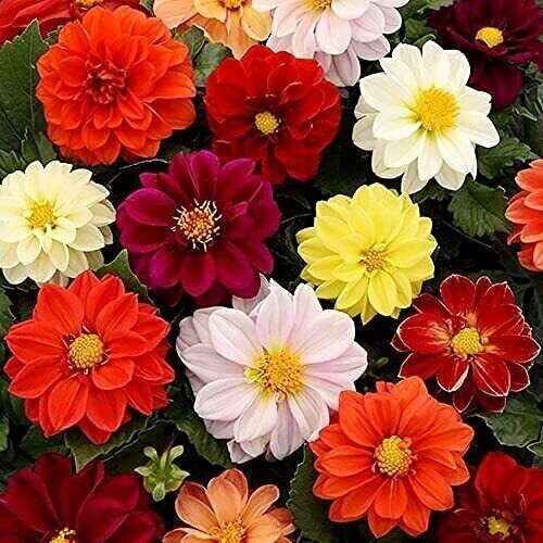 25 Unwins Bedding Dahlia Seeds Flower Perennial Flowers Seeds Flowering US 1160