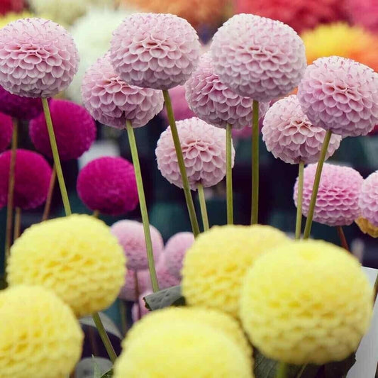 25 Pompom Dahlia Seeds Flower Perennial Flower Seed Flowering Bloom 1142 US SELL